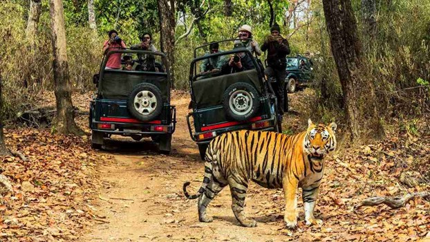 3 महीने के इंतजार के बाद खुला बांधवगढ़, पर्यटक कर पाएंगे बाघों के दीदार